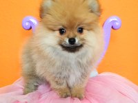 İzmirde Ayı Surat Orjinal Pomeranian Boo Yavruları