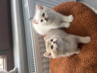Muhteşem Anne Babadan British Shorthair Yavrular