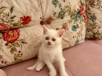 British shorthair kedimiz