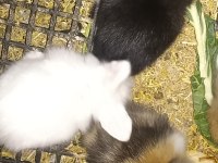 Hollanda Lop tavşanı