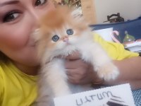 Full şecereli kucak kedisi british longhair