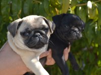İki Aylık Pug Yavrularım Teslime Hazır