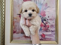 Maltipoo yavrularımın iddiasına bir bakın