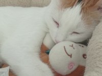 Kedim Mia İçin Sahiplendiriyorum
