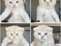 ACİL YUVA Scottish Fold Yavrular