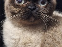Exotic shorthair chocolate point