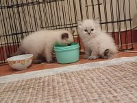 British shorthair bebekler