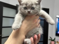 12 mayıs doğumlu british shorthair yavrularıma yuva