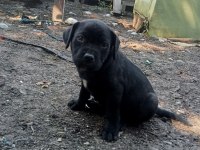 Cane corso brindle yavrular