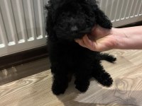 Toy Poodle İki Aylık