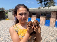 Maltipoo köpeği yavrularımız