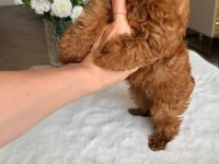 Maltipoo Korean