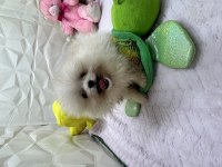 Erkek Dişi Pomeranian Yavrular
