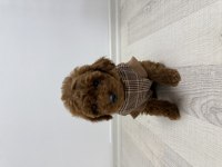 3 erkek ve 2 dişi safkan poodle yavrularımız
