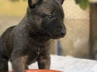 Belçika Malinois Yavruları Aşil ve Zeyna eşlemesinden