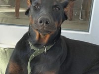 Dişi Safkan Doberman