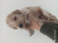 Maltipoo bebekler 30 günlük
