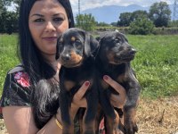 Şecereli king doberman yavrularım