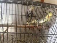 4 çift sultan papağanı ve kafes herşeyiyle birlikte