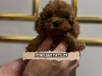 Sevimli Irk Kore Poodle