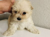 Orjinal ped eğitimli maltipoo bebek