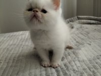 Exotic Shorthair 2 Aylık Erkek