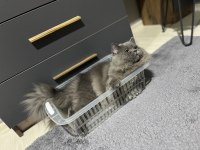 British longhair kedimiz