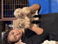 Maltipoo yavrularımız