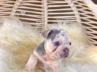 Renkli Gözlü Irk Garantili French Bulldog Yavrularım