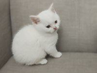 Minik british shorthair bebelerimiz