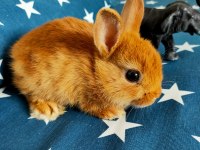 Caramel Hollanda Cücesi Tavşan - Netherland Dwarf