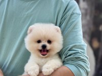 Yavru Pomeranian Boolar