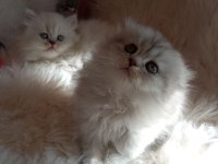 British longhair a kalite