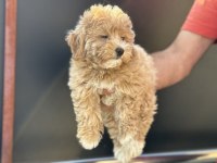 Wc eğitimli aşılı  garanli maltipoo yavrularımız