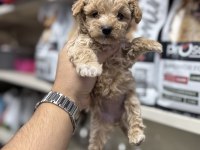 Maltipoo Yavrularımız Toy Poodle Tadında