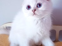 Şampiyon atalardan scottish fold yavrular