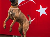 Kral babadan malinois yavrular