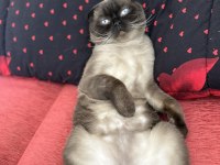 Scottish fold kedimiz