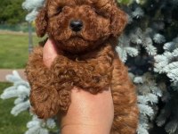 TOY POODLE YAVRULARI