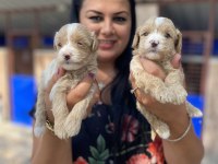 Safkan maltipoo yavrularım