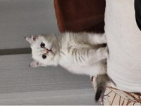 Irk garantili scottish fold yavrular bilgi özelden verilecek