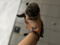 French bulldog yavrularımız