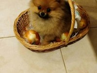 3 aylık pomeranian dişi