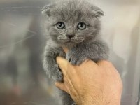 Erkek scottish fold yavru