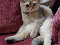 Golden Black British Shorthair Oğlumuza Gelin Adayı Arıyoruz