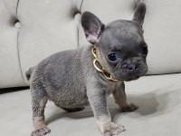 LİLAC TAN FRENCH BULLDOG DİŞİ YAVRU MİCRO BOY EXOTİC