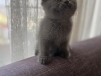 Orjinal ırkta, nadir bulunan bir cins british longhair