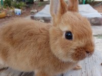 Netherland dwarf cüce tavşan