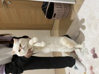 Çok sakin ve asla koku bırakmaz asla british shorthair