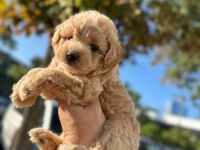 Maltipoo yavrum 55 günlük köpekler